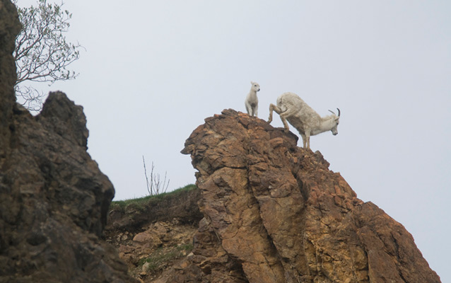 ewe and lamb on a rocky outcropping ewe and lamb on a rocky outcropping