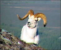 Dall Sheep peeks head over a hillside