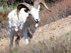 a male sheep