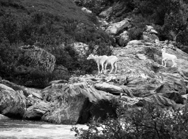 Dall Sheep standing near bush