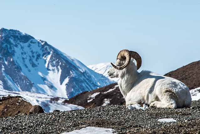 Dall sheep ram lays on a rocky hillside Dall sheep ram lays on a rocky hillside