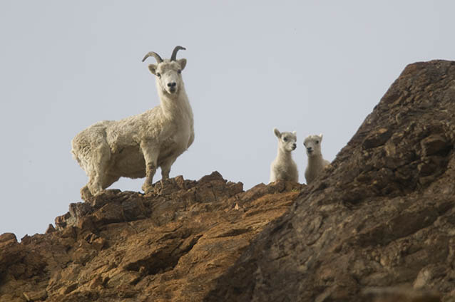 A ewe and two lambs stand on a rocky cliff