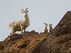 A ewe and two lambs stand on a rocky cliff