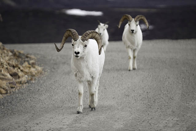 A group of three dall sheep walk down a dirt road A group of three dall sheep walk down a dirt road