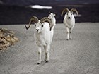 A group of three dall sheep walk down a dirt road