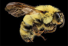 A male Twospotted bumble bee against a black background