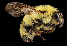 Common Eastern Bumblebee (NPS National Capital Region Bees and