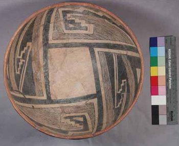 Pinto polychrome Pinto polychrome