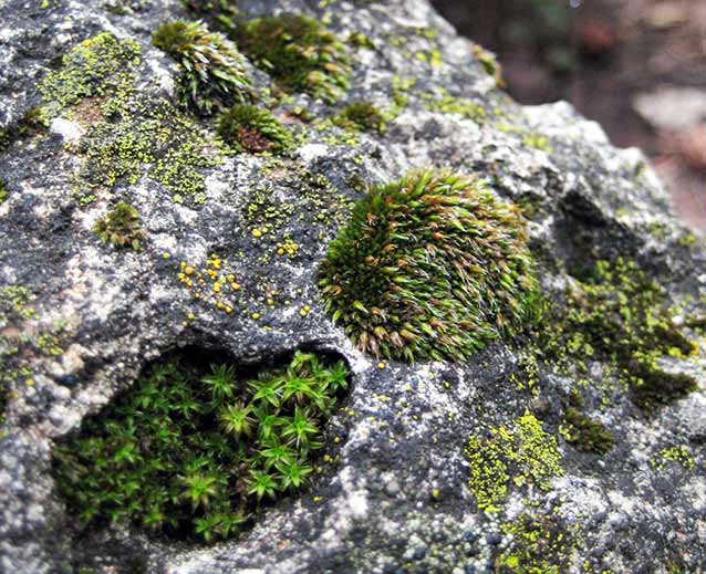 Great hairy screw moss, left, and Grimmia dry rock moss, right, on Kaibab Limestone Formation.