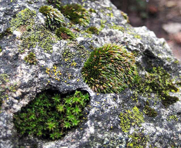 Great hairy screw moss, left, and Grimmia dry rock moss, right, on Kaibab Limestone Formation. Great hairy screw moss, left, and Grimmia dry rock moss, right, on Kaibab Limestone Formation.