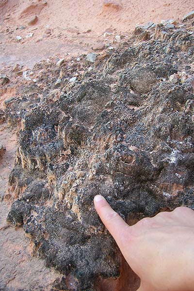 Well-established soil crust communities on the South Rim of Grand Canyon.
