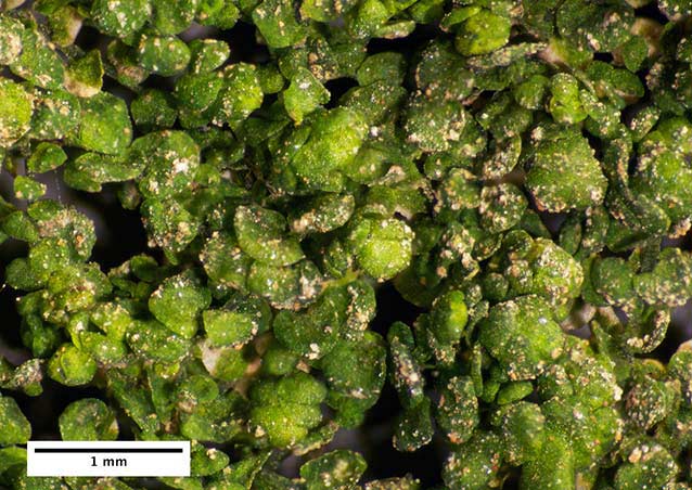 Liverworts, least resilient to desiccation, are rarely found in Grand Canyon NP. Liverworts, least resilient to desiccation, are rarely found in Grand Canyon NP.