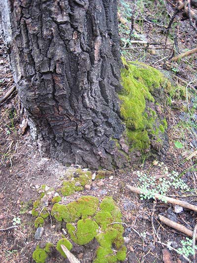 Epiphytic bryophytes, like these on the base of an aspen tree, are more common on the North Rim.