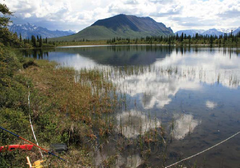 brush around a lake with a mountain in the distance