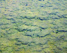 brushy landscape with irregular slumping patterns in the soil