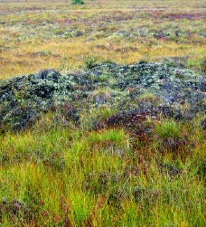 clumps of grasses in a tree-less meadow