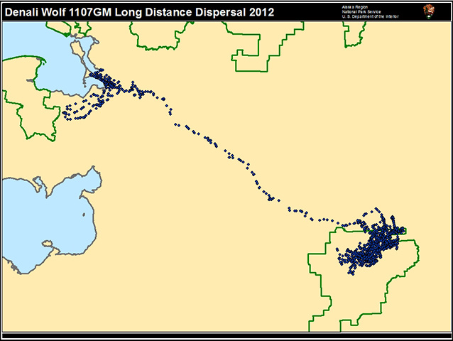 Map marking the travels of wolf 1107 from Denali to Bering Land Bridge