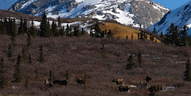 several moose standing on a sparsely-forested hilllside several moose standing on a sparsely-forested hilllside