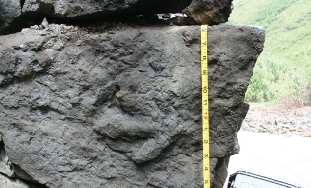 large rock with a six inch wide fossilized footprint visible in the stone