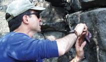 man placing a pink latex mold on a fossilized footprint visible on a large boulder