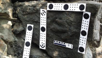 series of white measuring papers placed around a fossilized footprint series of white measuring papers placed around a fossilized footprint