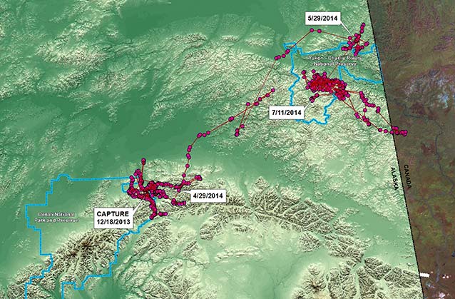 Map documenting the travels of wolf 1308GM from Denali to Yukon Charley