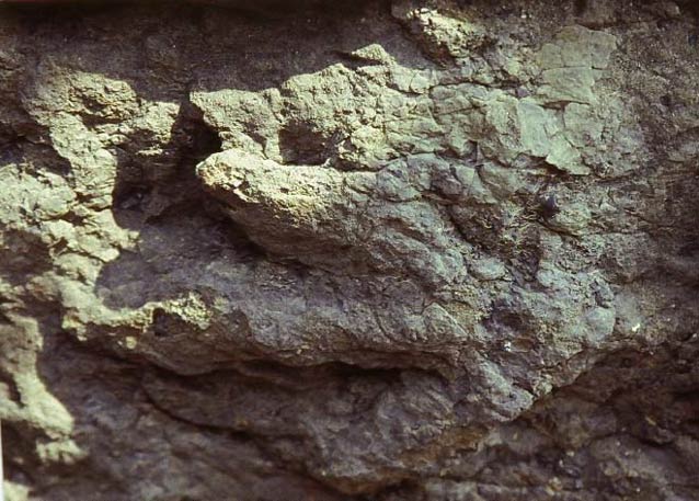 fossilized three toed footprint in a large rock