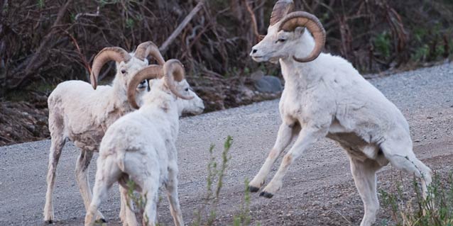 three white sheep on a dirt road