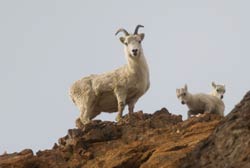 three sheep on a rocky ridge