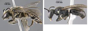composite of two images of bees composite of two images of bees