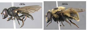 composite of two images of flies that look like bees composite of two images of flies that look like bees