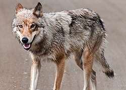 Close up of a wolf standing and looking at the camera