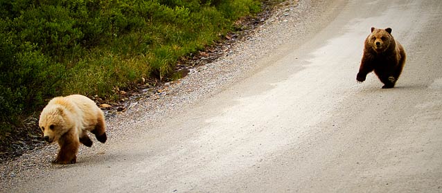 two bears running down a dirt road