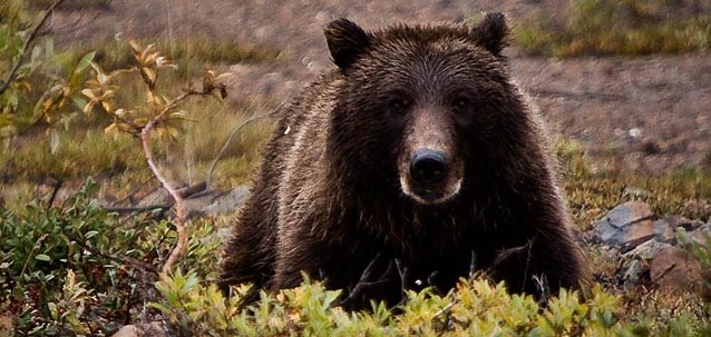 a dark brown grizzyl bear