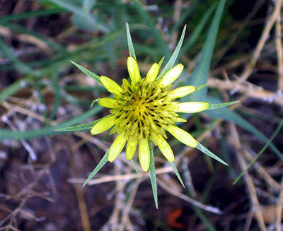 Common salsify was one of the most widespread exotic plants found in Aztec Ruins National Monument. 