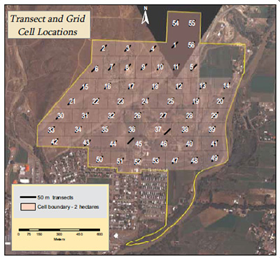 Sampling grid of 2-ha cells at Aztec Ruins NM, showing 50-m transects in each cell.