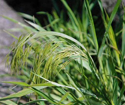 Cheatgrass is a widespread noxious weed found in all three monuments.