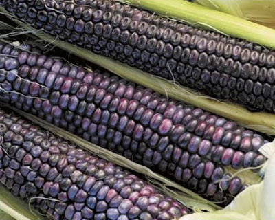 Maize agriculture is one component of a general cultural definition of the Southwest.