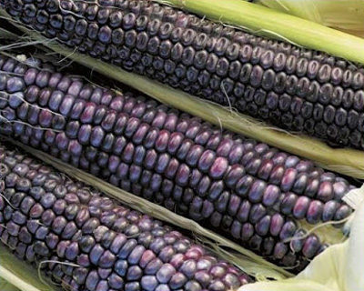 Maize agriculture is one component of a general cultural definition of the Southwest. Maize agriculture is one component of a general cultural definition of the Southwest.