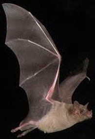 A desert bat with spread wings