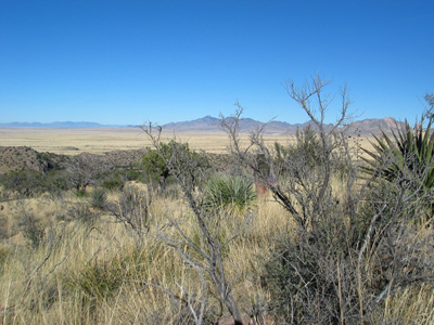 Arid, semidesert grassland in Chiricahua National Monument.