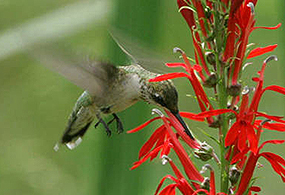 A hummingbird hovers over a red flower A hummingbird hovers over a red flower