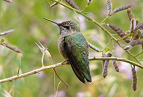 A green hummingbird is perched in a branch with its wings at rest A green hummingbird is perched in a branch with its wings at rest
