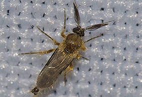 A close-up photo of a chocolate midge A close-up photo of a chocolate midge