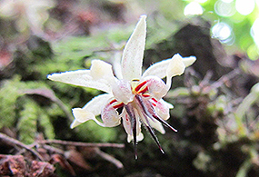 A white and pink cacao flower