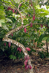 A cacao plant