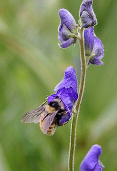 A bumble bee clings to a purple flower