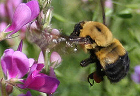 a bumble bee flies next to a violet-colored flower