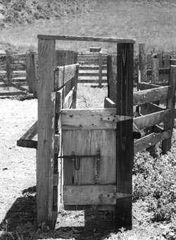 A small wooden gate blocks the end of a chute that extends from a corral, marked by wood fencing. A small wooden gate blocks the end of a chute that extends from a corral, marked by wood fencing.