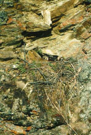 large nest on a cliffside